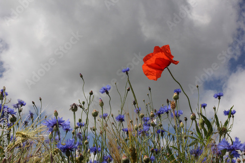 Fototapeta Naklejka Na Ścianę i Meble -  Mohnblume