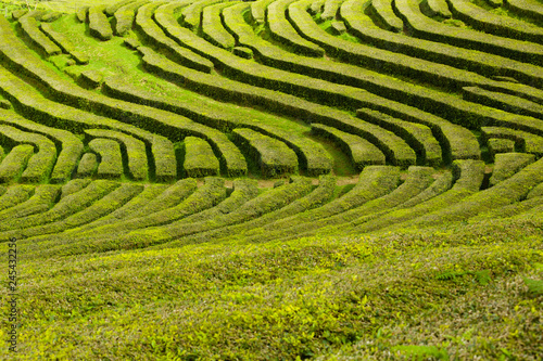 Tea plantation, interesting wavy pattern of lines of the green plants.