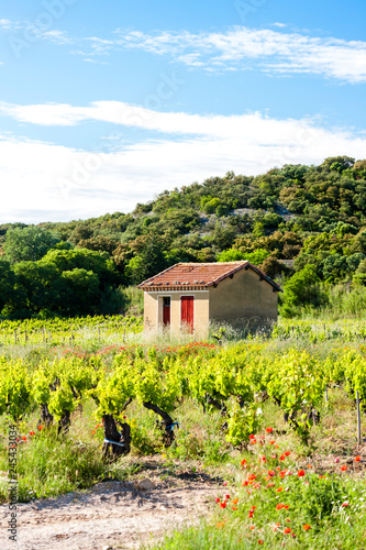 vineyards near Chateauneuf-du-Pape, France