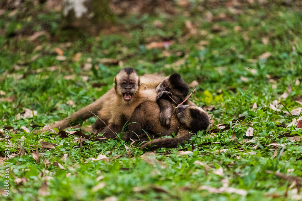 Macaco prego fotografado no horto florestal de São Paulo, Brasil