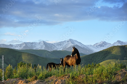 Two horses  mare and foal  standing in the summer pasture with the snowy mountain peaks behinds. Horizontal  centered.