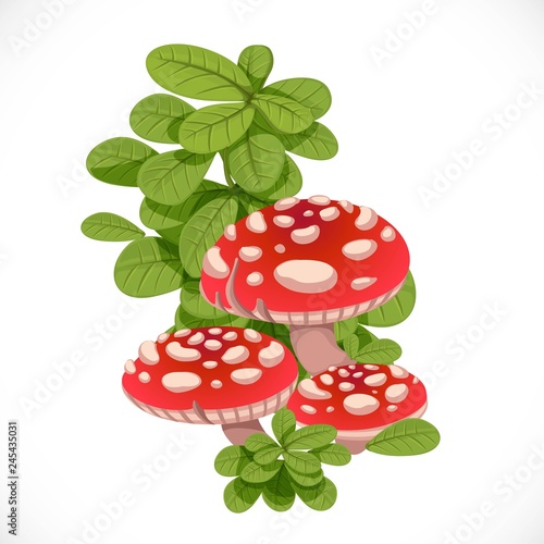 Red amanita mushrooms in the green grass isolated on white background