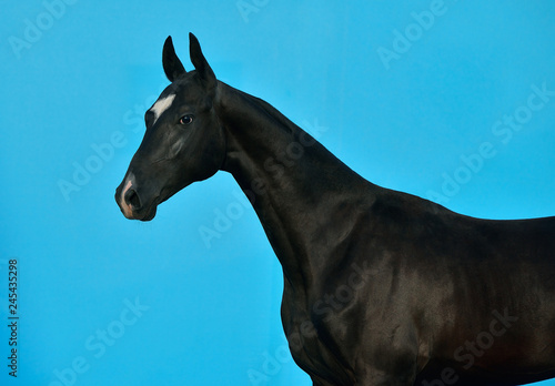 Black Akhal Teke breed horse's head and neck isolated on bright blue background. Horizontal, side view, portrait.