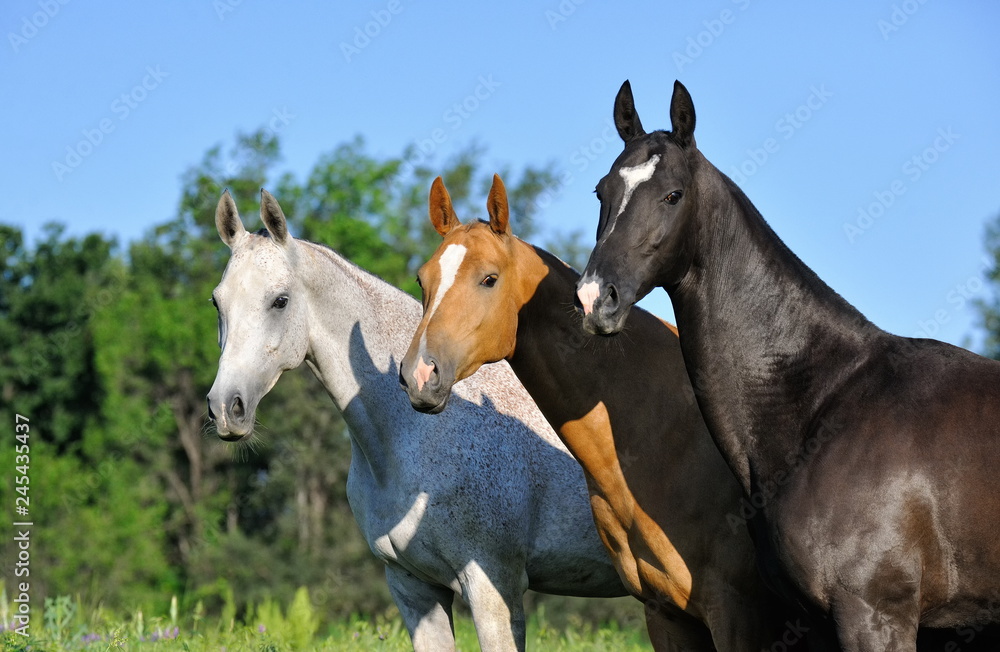 Three horses looking into the camera while standing in the summer field. Horizontal, side view, portrait.