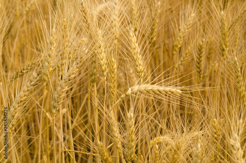  Country life. Wheat. Ukraine. © Aleksey