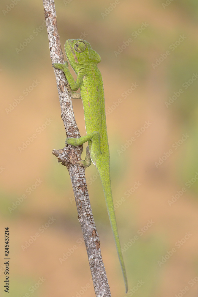 African chameleon on branch
