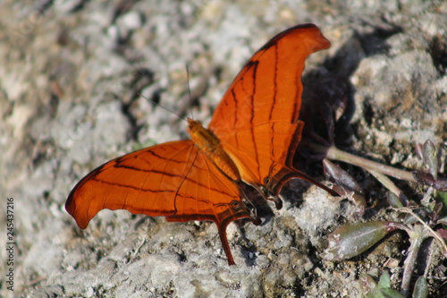 closeup de mariposa color naranja