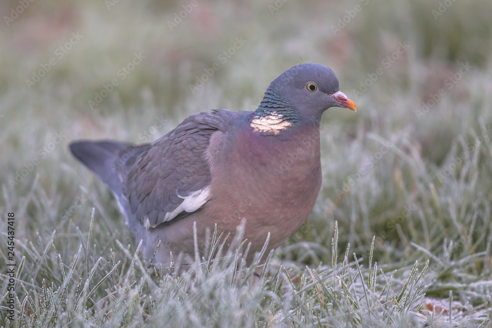Wood pigeon in rimed grass looking for food Wood pigeon in rimed grass looking for food