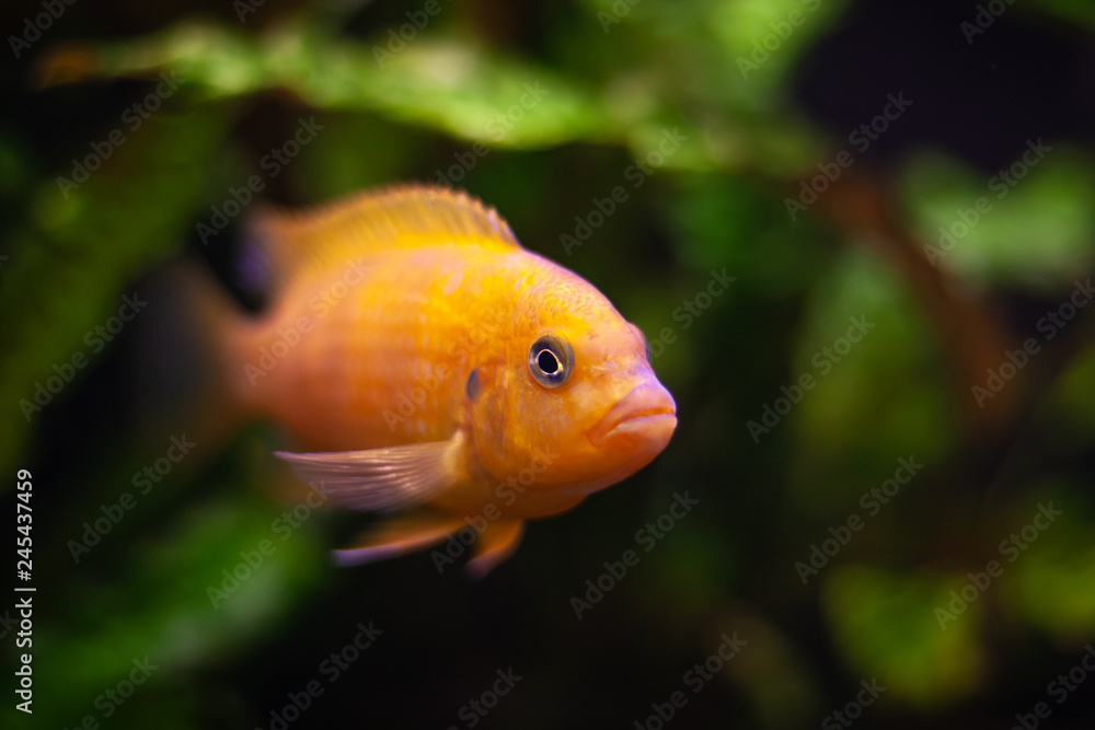 aquarium fish Pseudotropheus lombardoi from cichlid family. bright yellow orange colored fishi. selective focus. dark green plants at background. aquarium fish Pseudotropheus lombardoi from cichlid family. bright yellow orange colored fishi. selective focus. dark green plants at background.