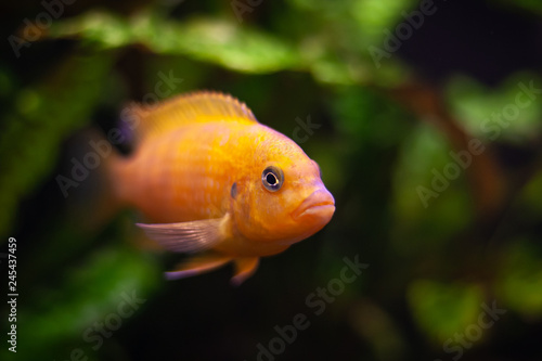 aquarium fish Pseudotropheus lombardoi from cichlid family. bright yellow orange colored fishi. selective focus. dark green plants at background.