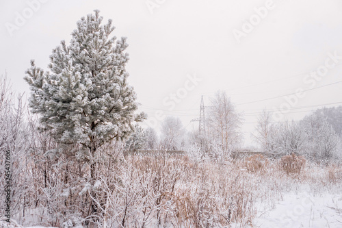Pine and snow covered field in winter
