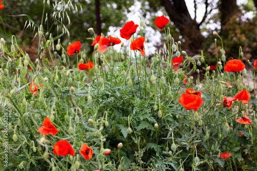 Fototapeta Naklejka Na Ścianę i Meble -  Red poppies  flowers close-up
