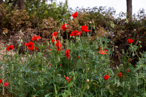 Fototapeta Naklejka Na Ścianę i Meble -  Red poppies  flowers close-up
