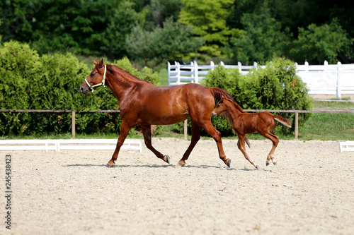 Beautiful mare and foal running together on sandy dressage ground at animal farm