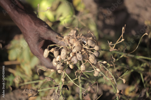  black hand holding fresh peanuts on peanut farm in the Gambia