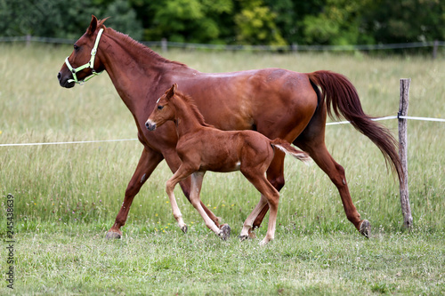 Purebred mare and her few weeks old filly galloping in summer flowering pasture idyllic picture © acceptfoto