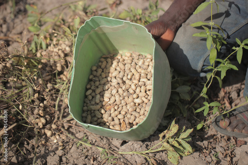 fresh peanuts on peanut farm in the Gambia