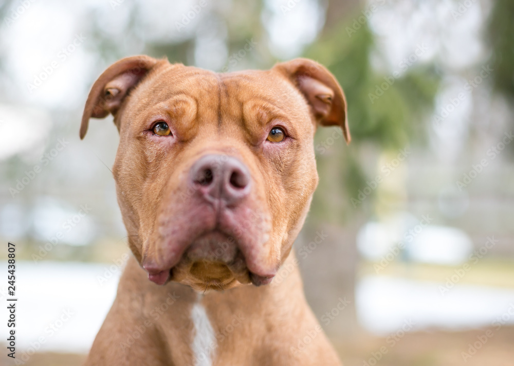 A red Pit Bull Terrier mixed breed dog with a serious expression