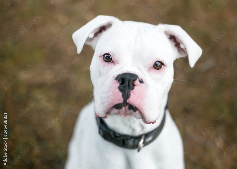 A deaf white Boxer dog outdoors