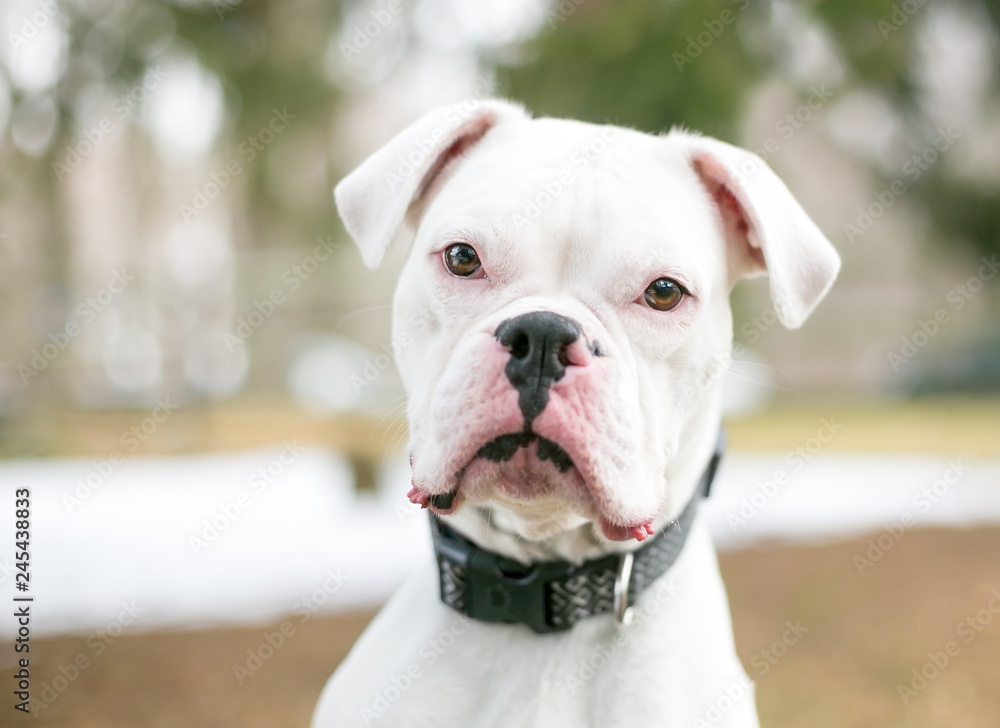 A deaf white Boxer dog outdoors