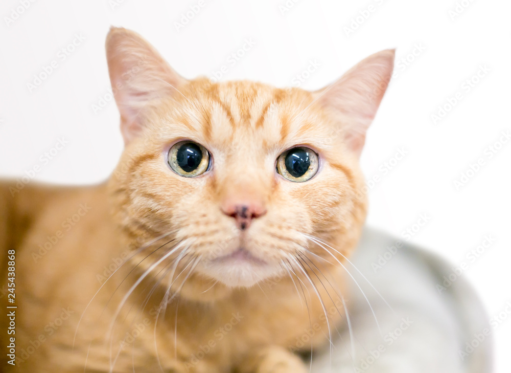 A wide-eyed orange tabby domestic shorthair cat with large dilated pupils