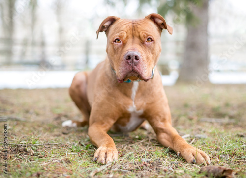 A red Pit Bull Terrier mixed breed dog lying outdoors