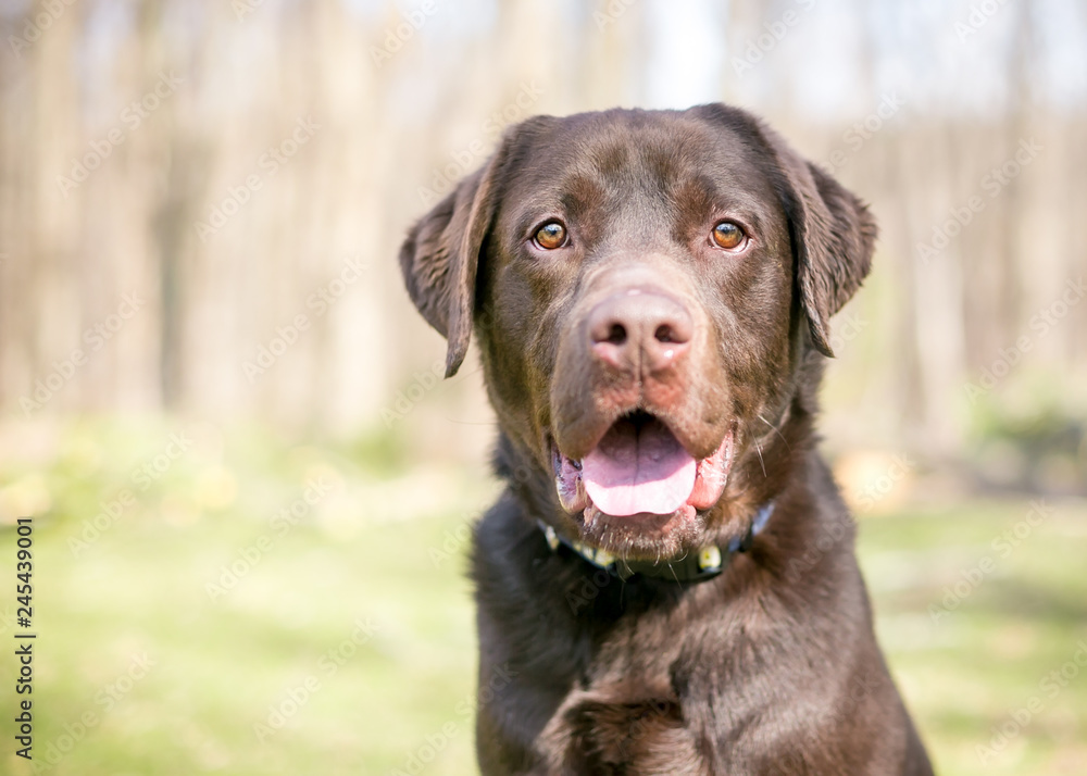 A purebred Chocolate Labrador Retriever dog with a happy expression A purebred Chocolate Labrador Retriever dog with a happy expression