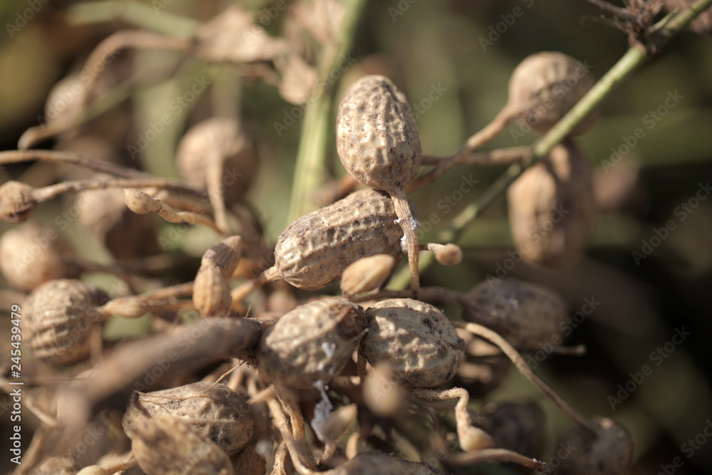 fresh peanuts on peanut farm in the Gambia fresh peanuts on peanut farm in the Gambia