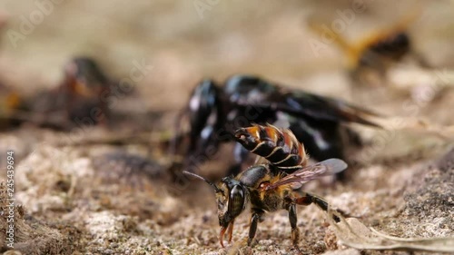 Slow motion of a mixed group of native bee species flying around and feeding on salt and minerals on a river bank in the Ecuadorian Amazon photo