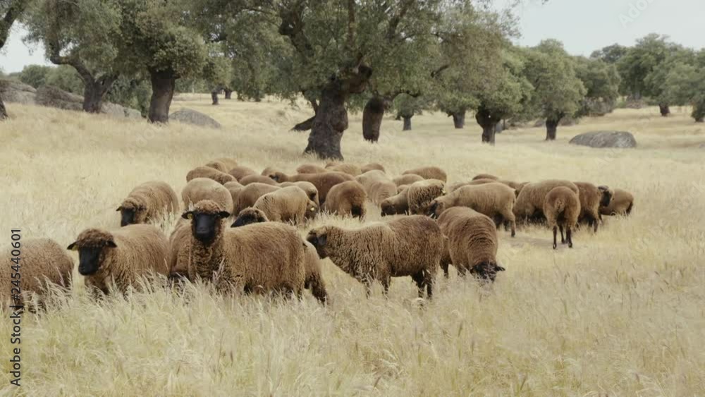 black merino sheep slow motion black merino sheep slow motion
