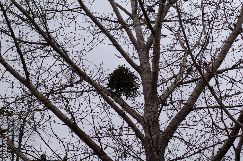 Obraz premium tree in the sky