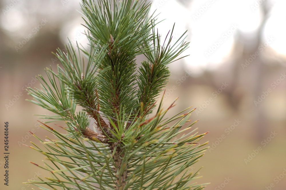 pine tree branch pine tree branch