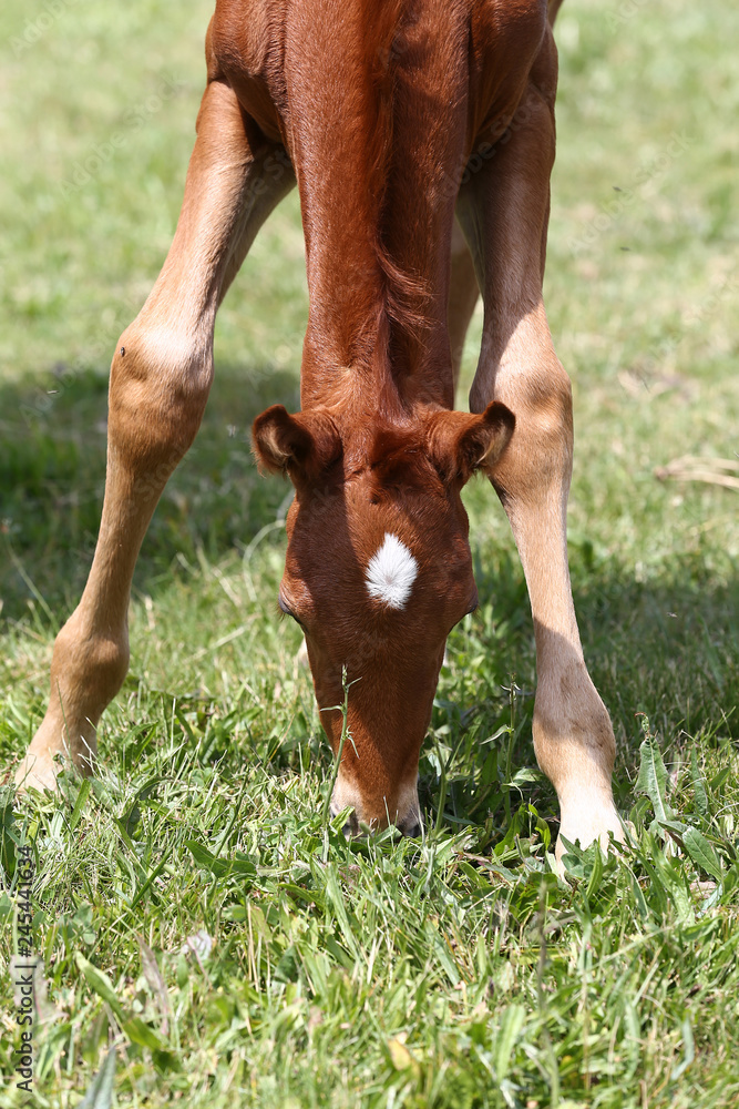 Obraz premium Purebred few weeks old filly graze in summer flowering pasture idyllic picture