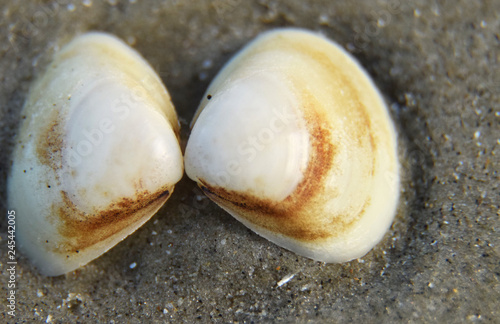 sea shells on the beach