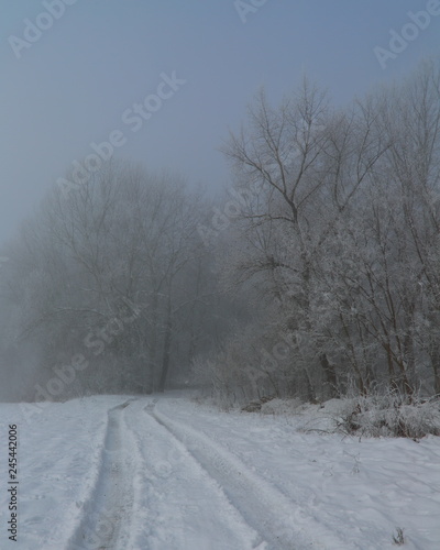 Path in snow. Snow path leading in frosty forest.