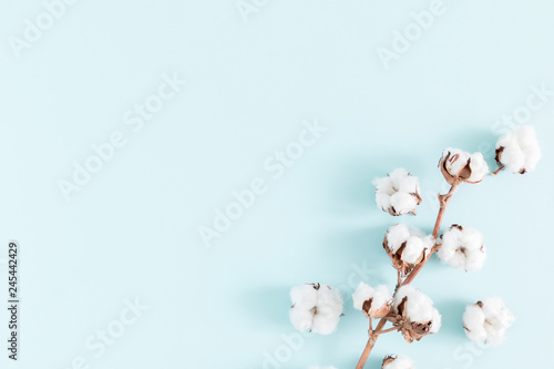 Flowers holiday composition. Cotton flowers on branch on pastel blue background. Flat lay, top view, copy space