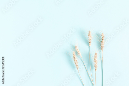 Grain ears on light blue pastel background. Flat lay, top view, copy space.