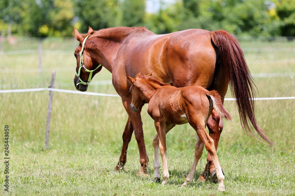 Fototapeta premium Beautiful mare and foal running together on summer meadow of flowers