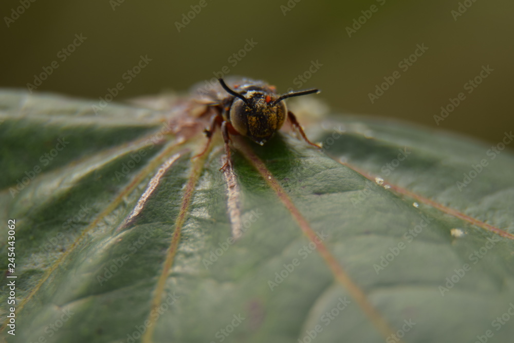Fototapeta premium dragonfly on leaf