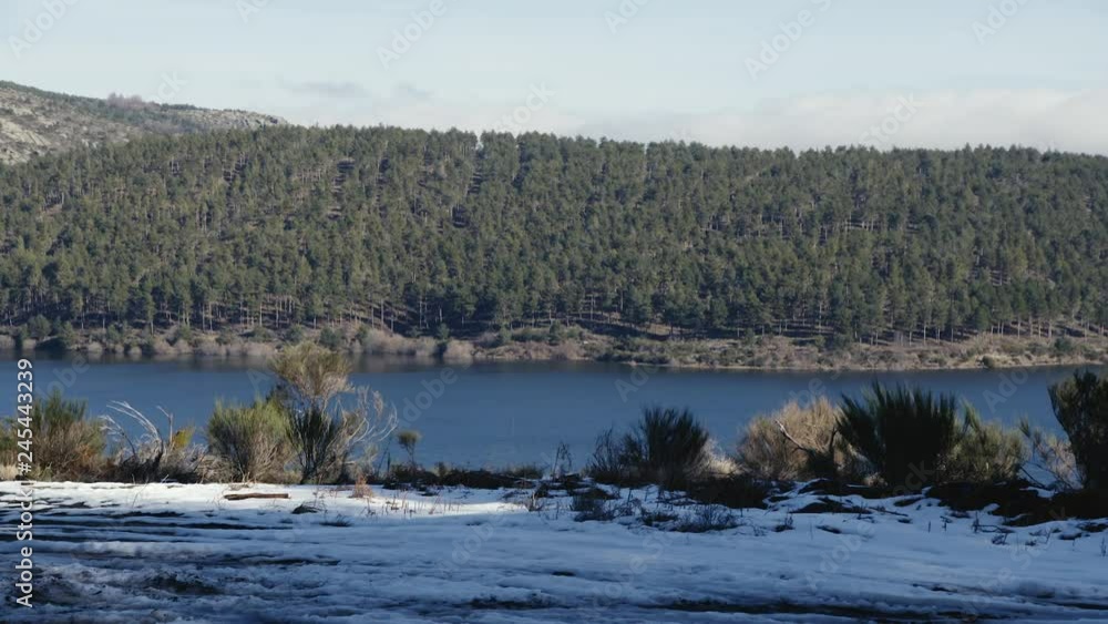 Pine forest with snow