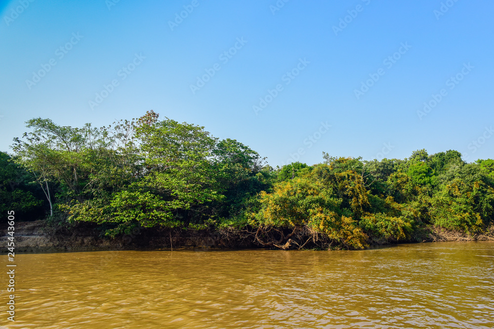 Pantanal ecosystem, Mato Grosso, Brazil Pantanal ecosystem, Mato Grosso, Brazil