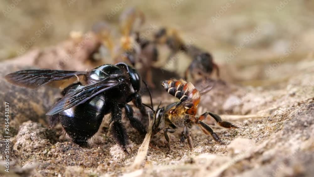 Slow motion of a mixed group of native bee species flying around and feeding on salt and minerals on a river bank in the Ecuadorian Amazon Slow motion of a mixed group of native bee species flying around and feeding on salt and minerals on a river bank in the Ecuadorian Amazon