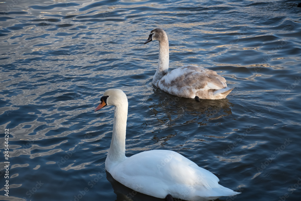 Obraz premium two swans on a river