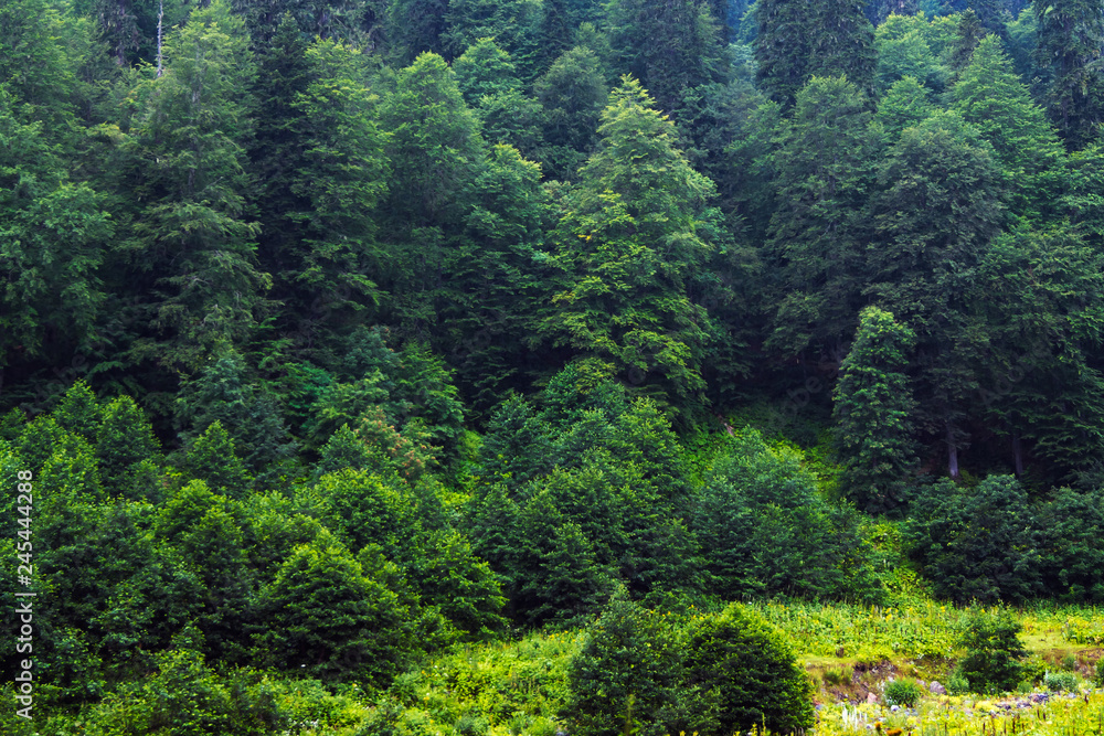 Green trees in the mountain forest. Beautiful wallpaper with a summer landscape.