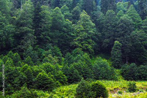 Green trees in the mountain forest. Beautiful wallpaper with a summer landscape.