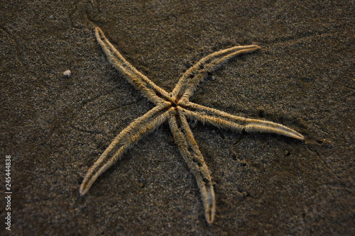 starfish on the beach