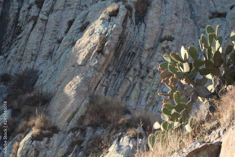 cactus en el borde de una montaña 