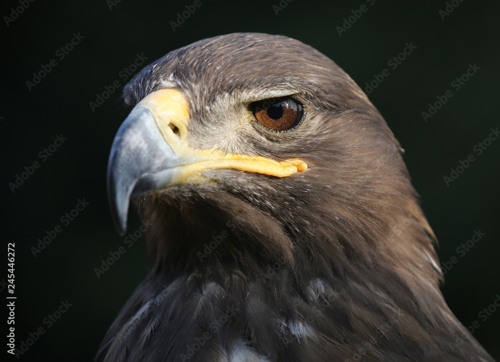 Naklejka premium portret orła z naturalnym tłem;