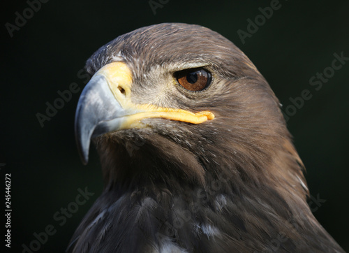eagle portrait with natural background;
