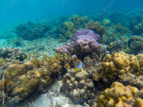 Butterfly fish in corals. Tropical seashore underwater photo. Marine nature. Warm sea shore. Coral reef on sea bottom